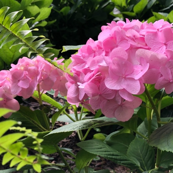 Tracee - Picture 2 of 12